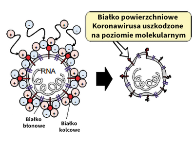 Białko koronawirusa